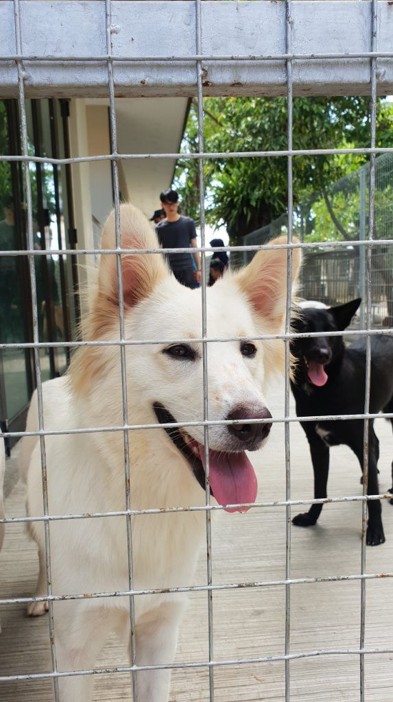 CSR SPCA Selangor