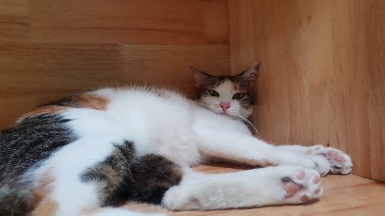 CSR SPCA Selangor